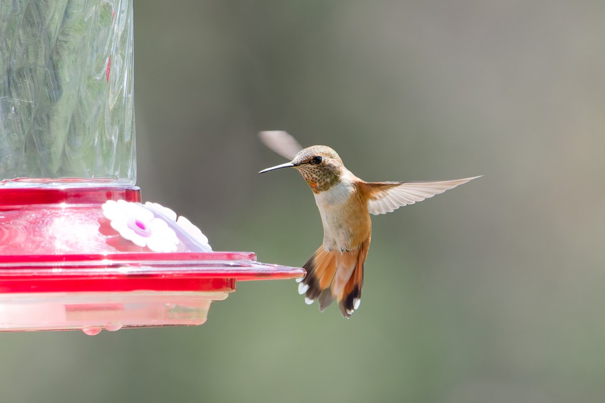 Rufous Hummingbird - ML641187284