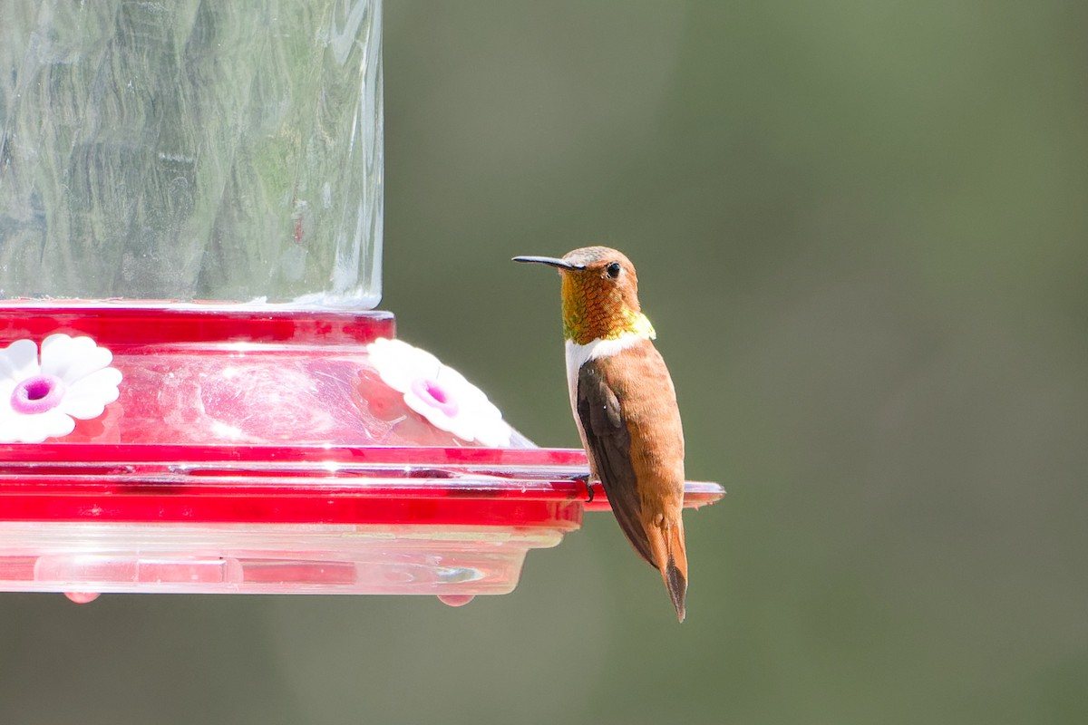 Rufous Hummingbird - ML641187285
