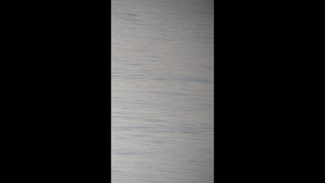 Cocos Booby - ML641187297