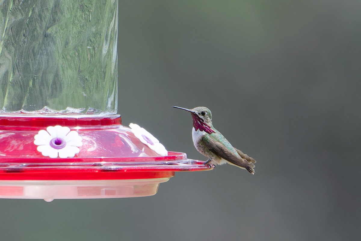 Calliope Hummingbird - ML641187298