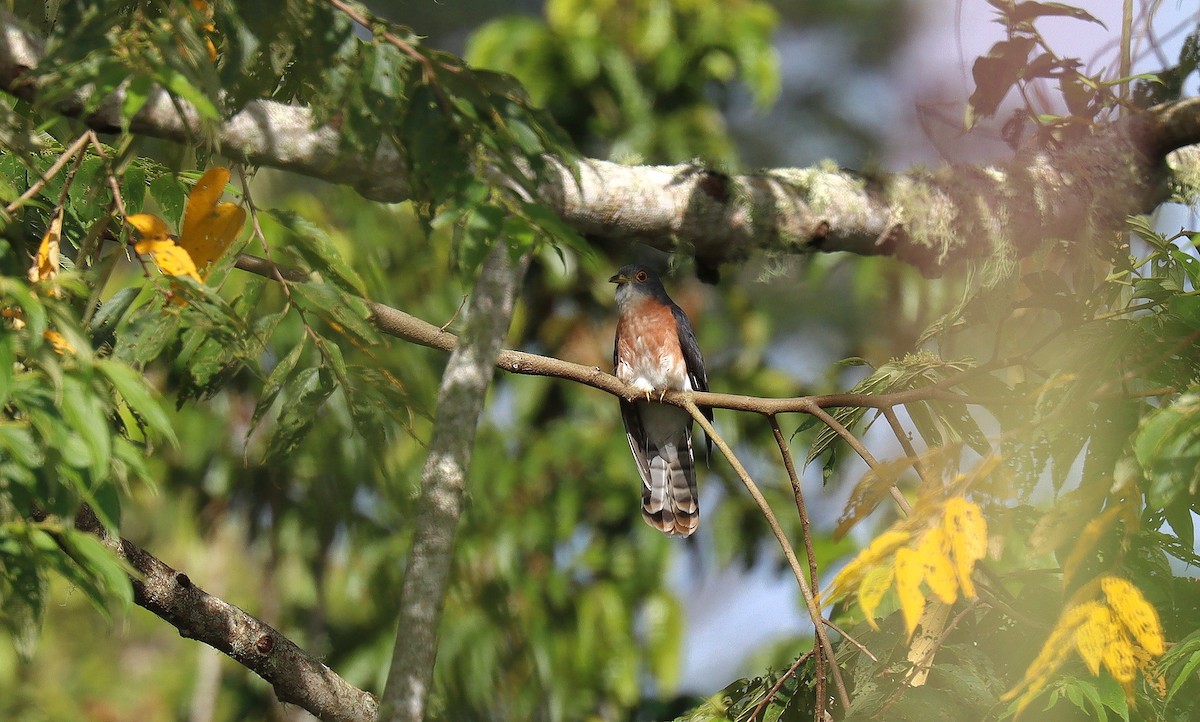 Philippine Hawk-Cuckoo - ML641187316