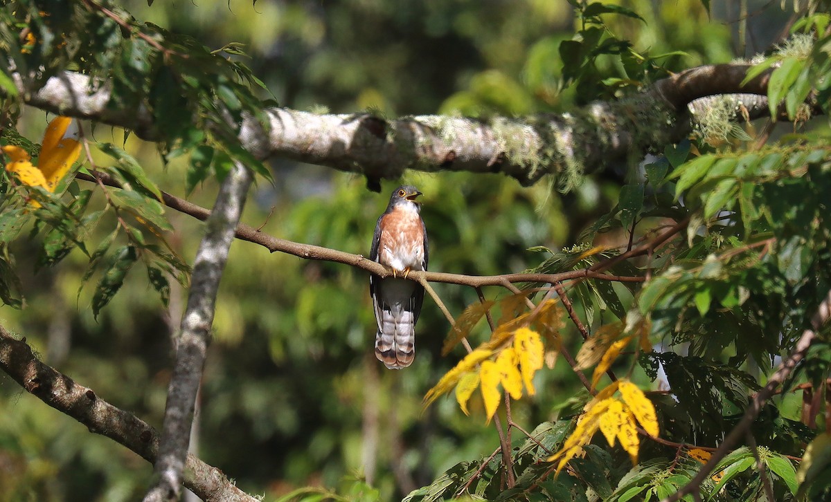 Philippine Hawk-Cuckoo - ML641187317