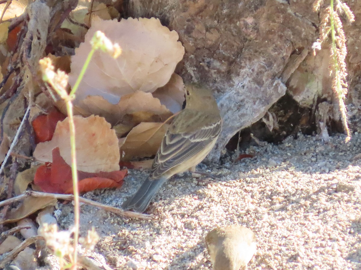 Lazuli Bunting - ML641187374
