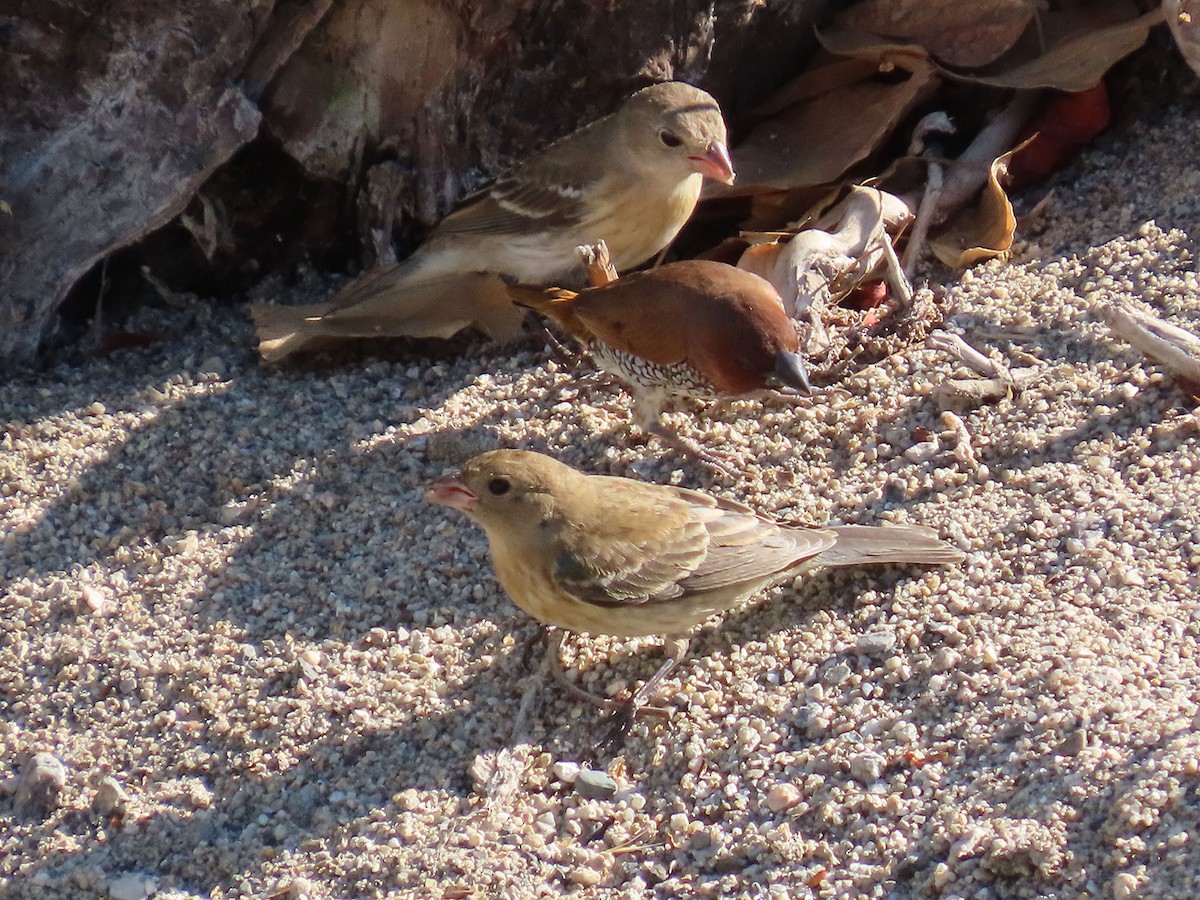 Lazuli Bunting - ML641187380