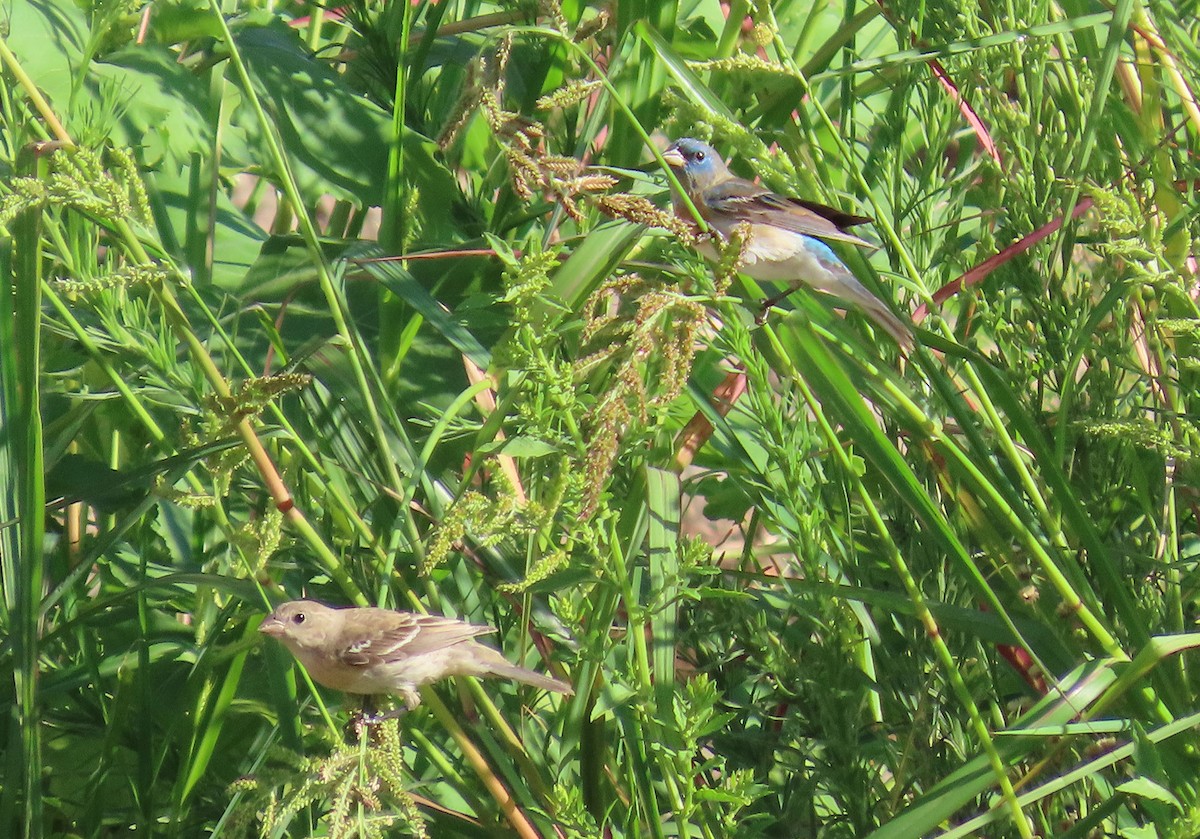 Lazuli Bunting - ML641187382