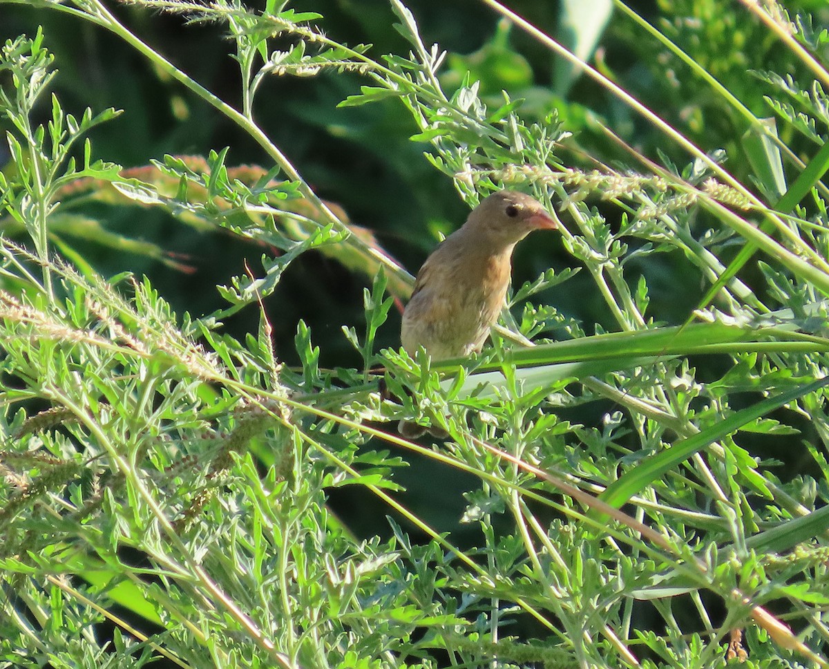 Lazuli Bunting - ML641187383