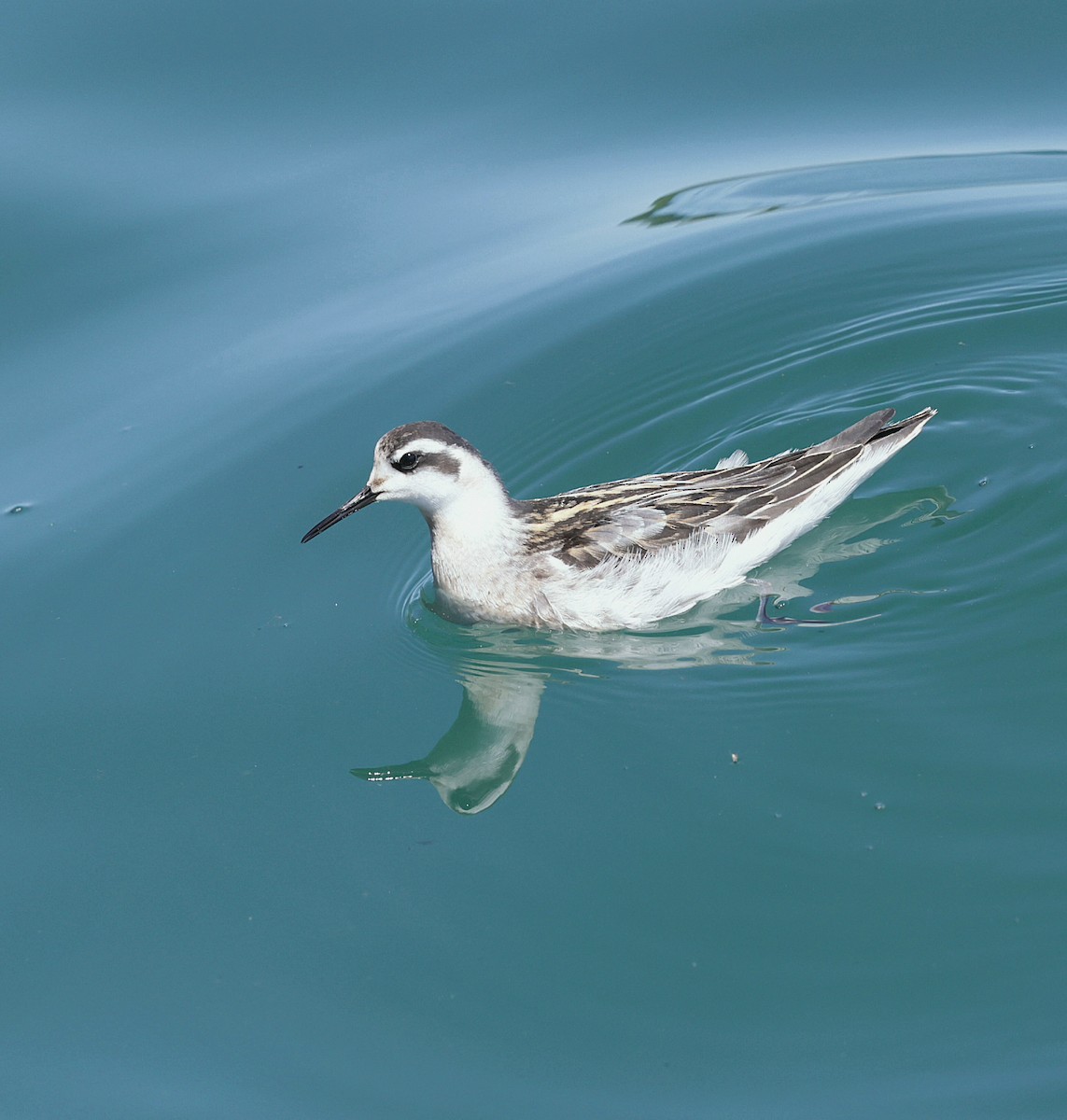Red-necked Phalarope - ML641187458