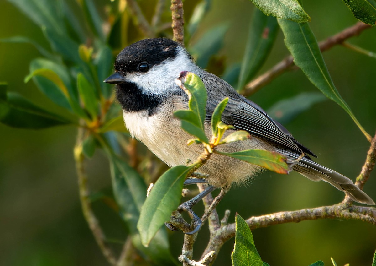 Carolina Chickadee - ML641187486