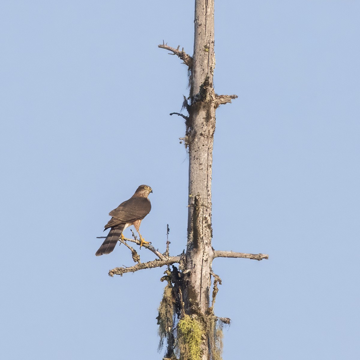 Яструб неоарктичний - ML641187614