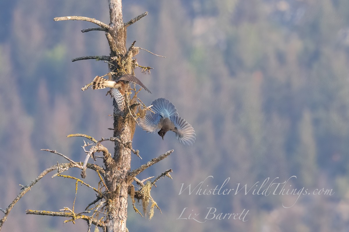 Яструб неоарктичний - ML641187615