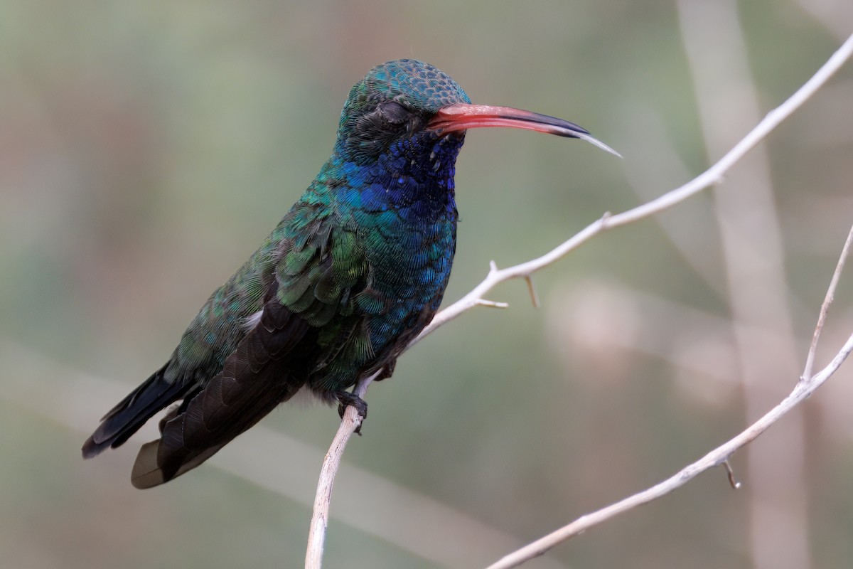 Broad-billed Hummingbird - ML641187624