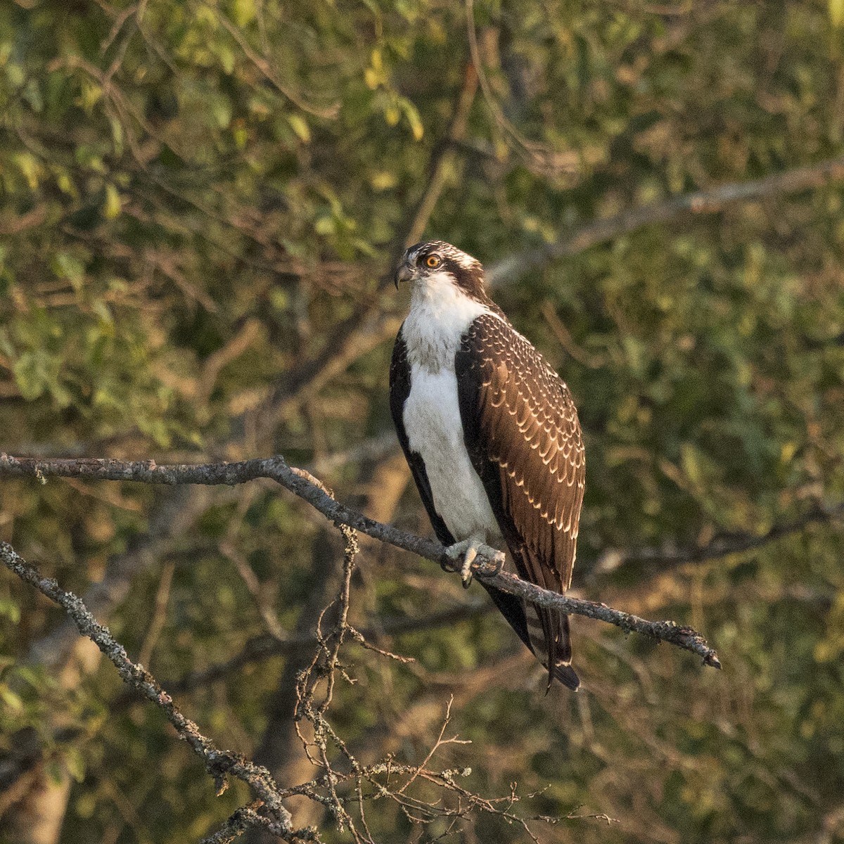 Скопа західна - ML641187628