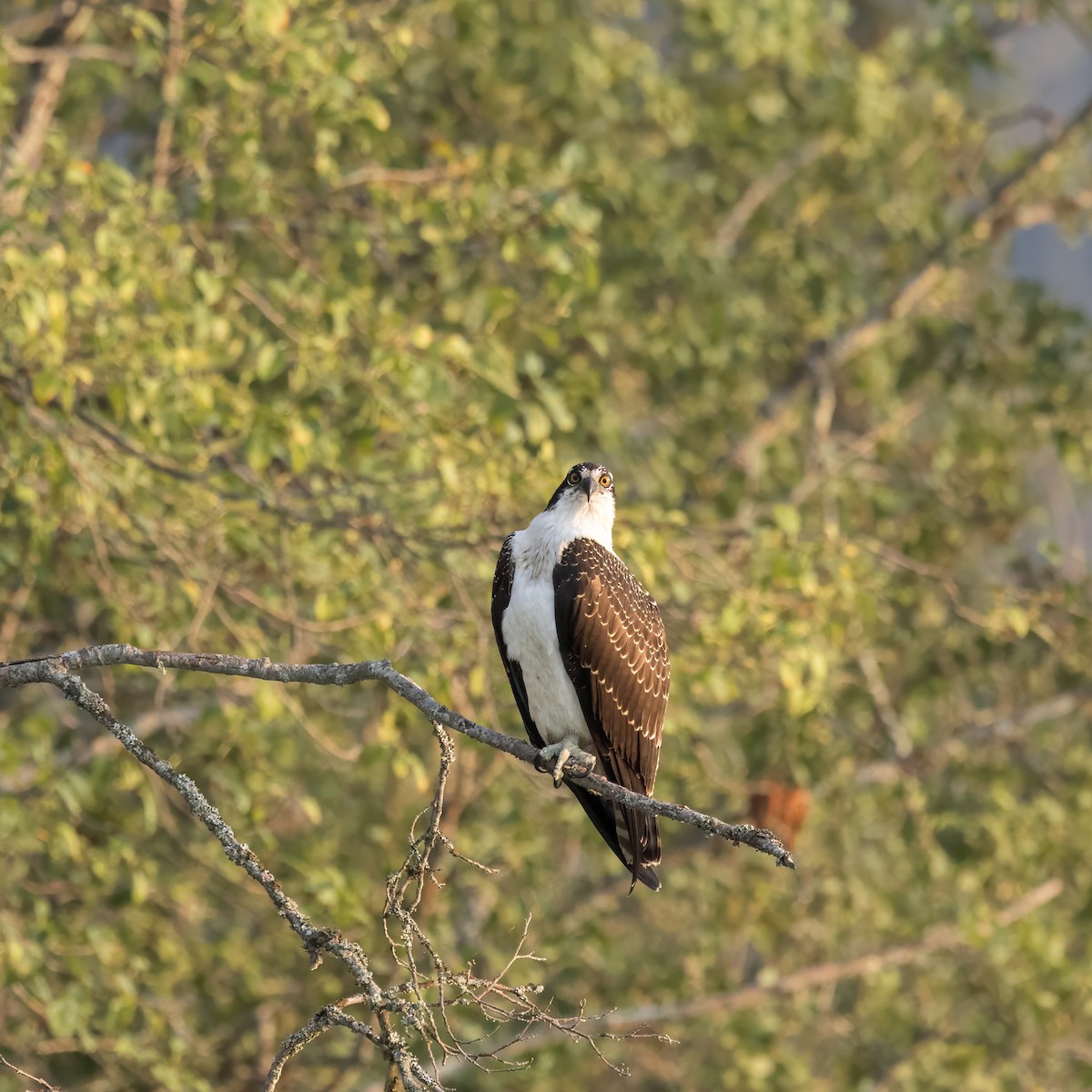 Скопа західна - ML641187629