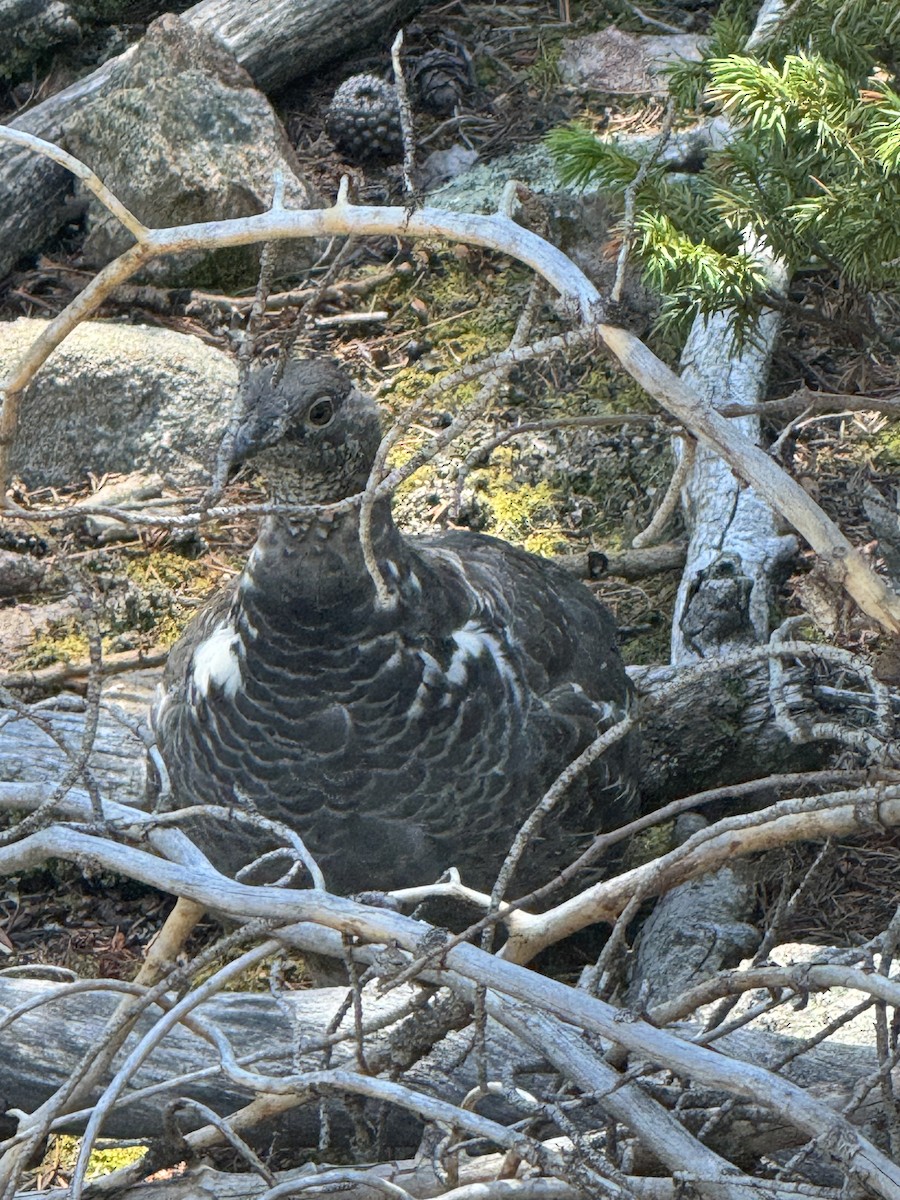 Dusky Grouse - ML641187654