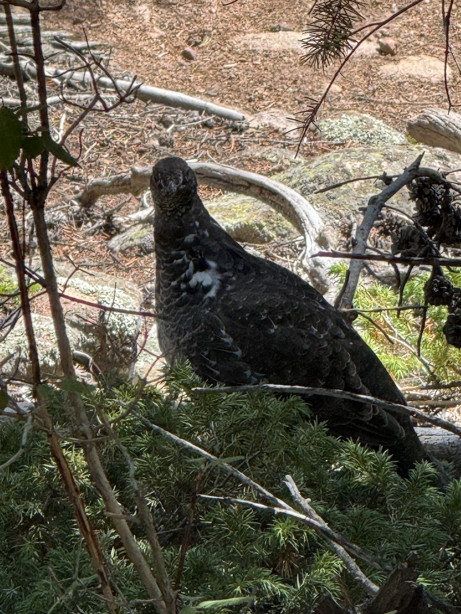 Dusky Grouse - ML641187655