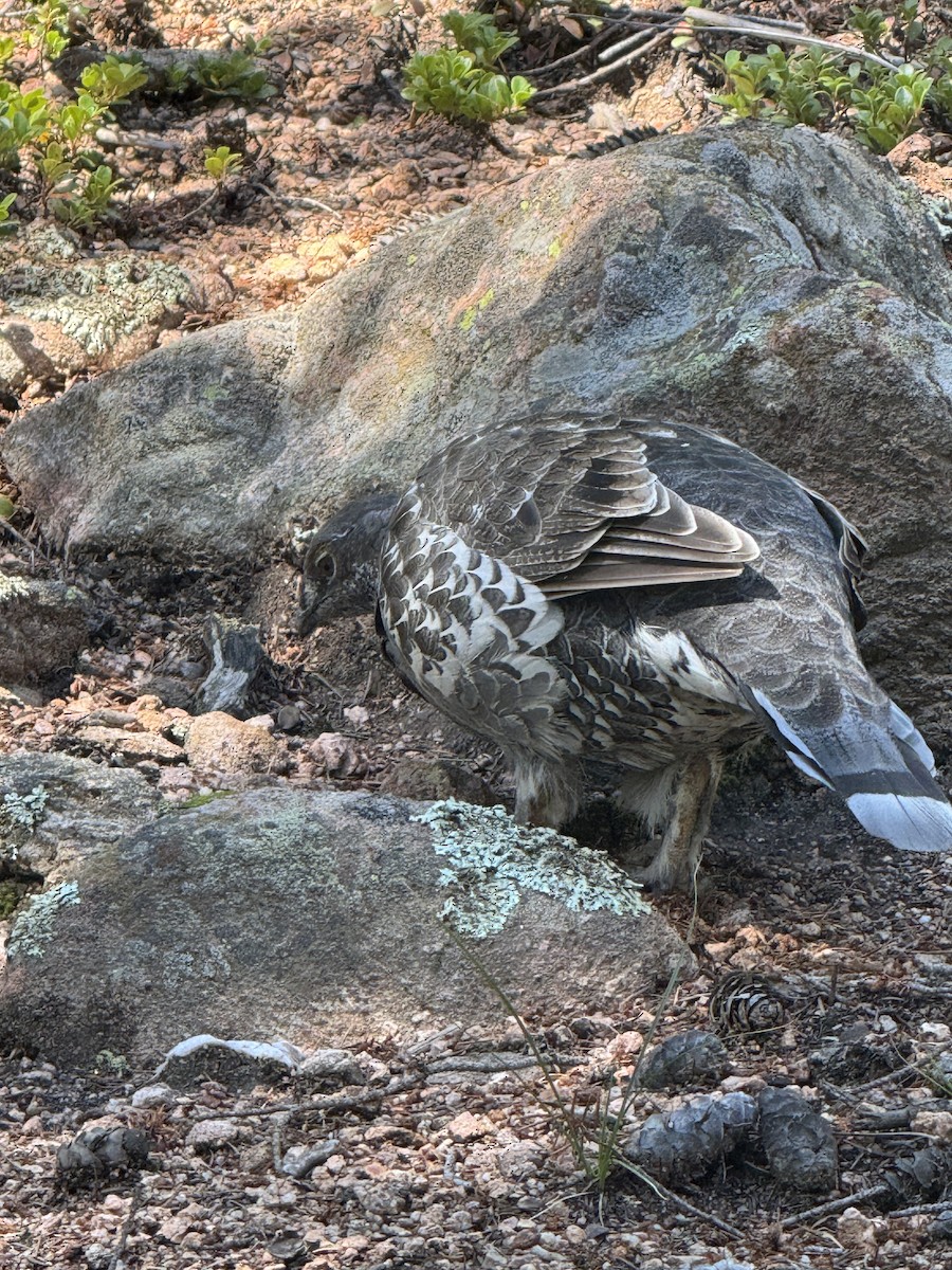 Dusky Grouse - ML641187656