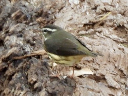 Louisiana Waterthrush - ML641187699