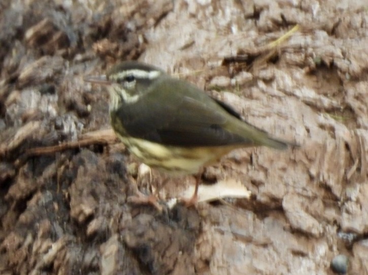 Louisiana Waterthrush - ML641187700