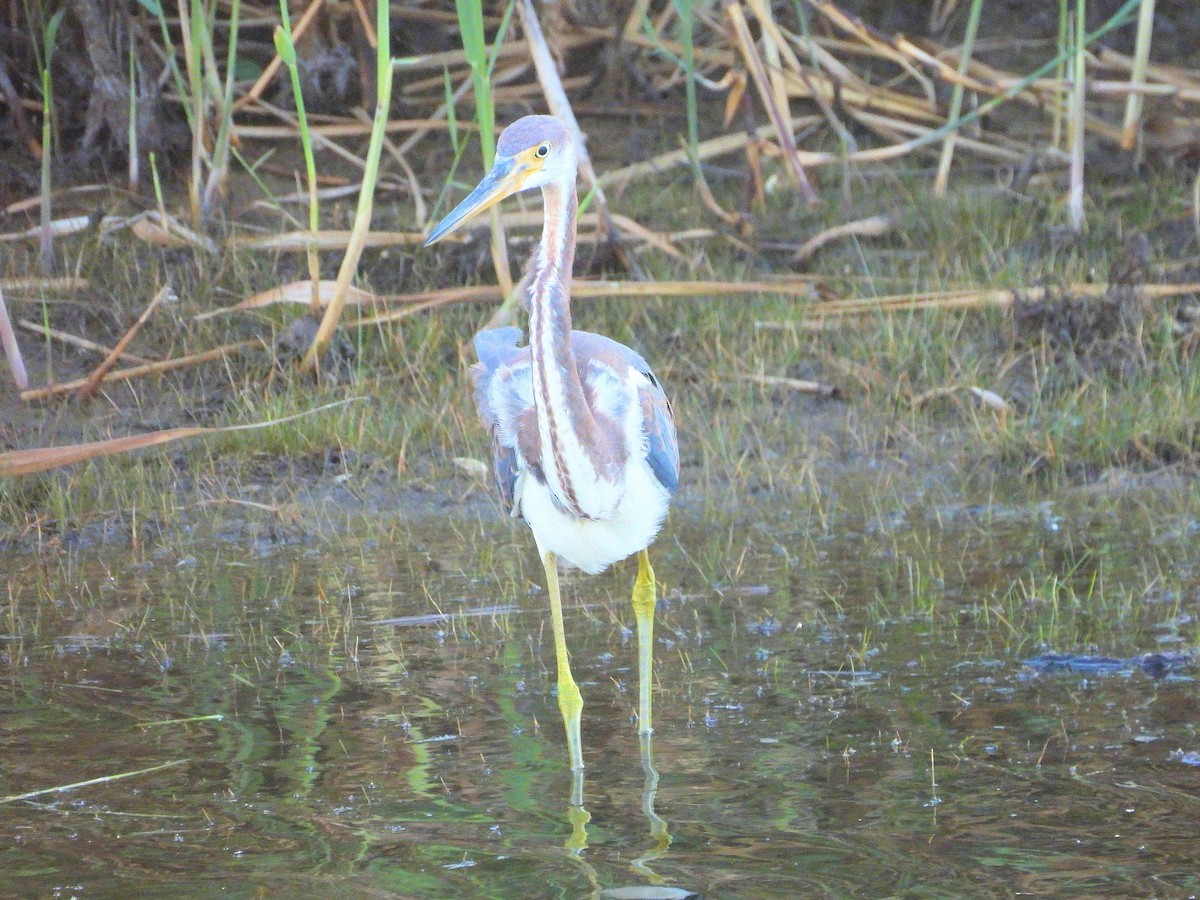 Tricolored Heron - ML641187704
