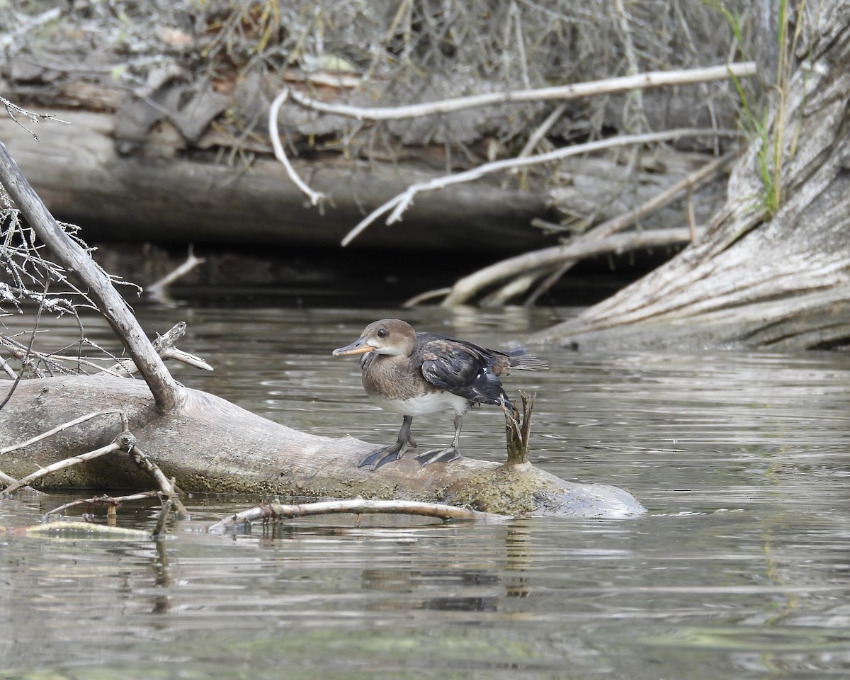 Hooded Merganser - ML641187738