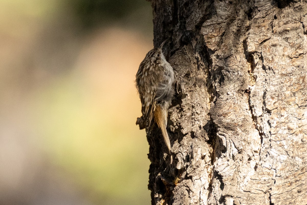 Brown Creeper - ML641187782