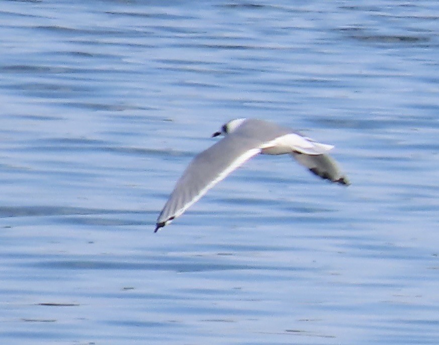 Bonaparte's Gull - ML641187826