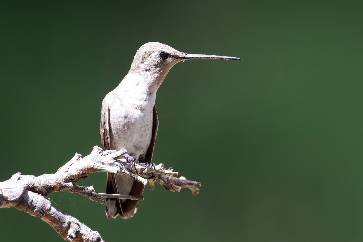 Black-chinned Hummingbird - ML641187834