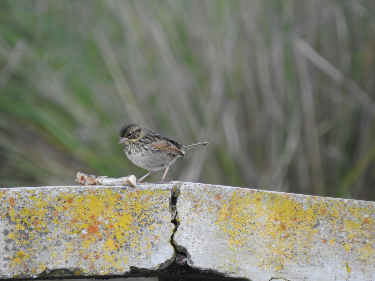 Sierra Madre Sparrow - ML641187854