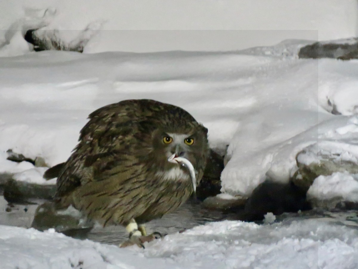 Blakiston's Fish-Owl - ML641187973