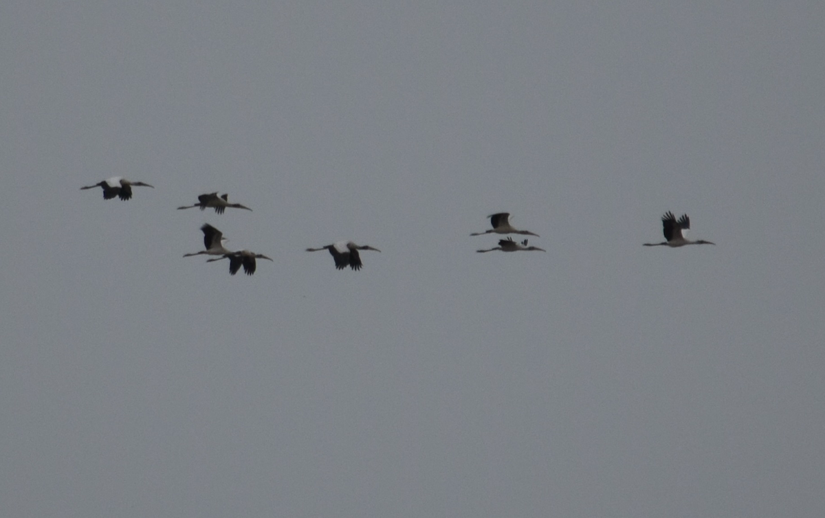 Wood Stork - ML641187983