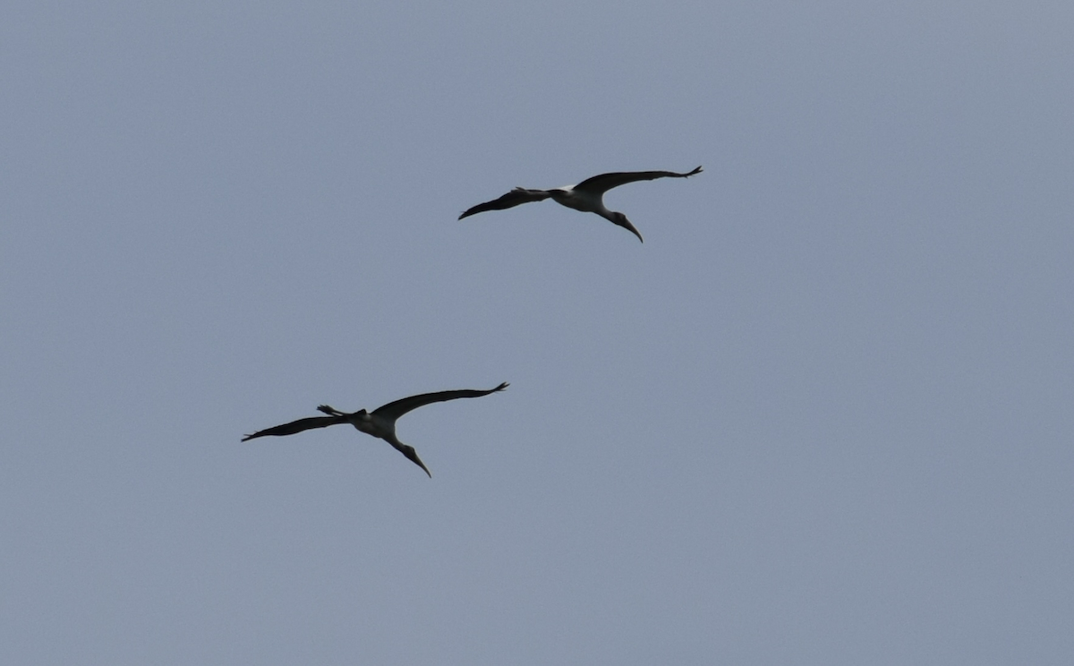 Wood Stork - ML641187985