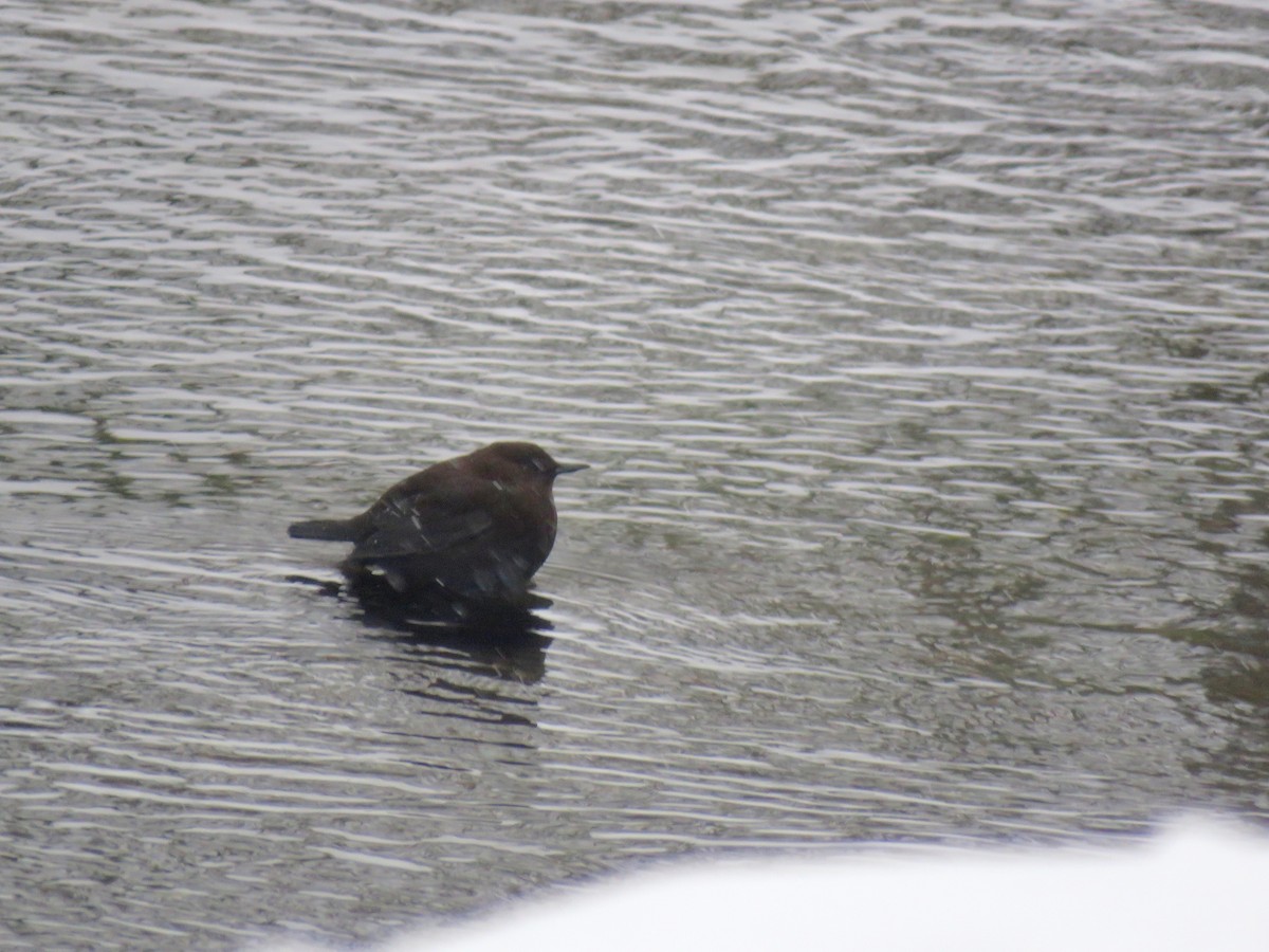 Brown Dipper - ML641187986