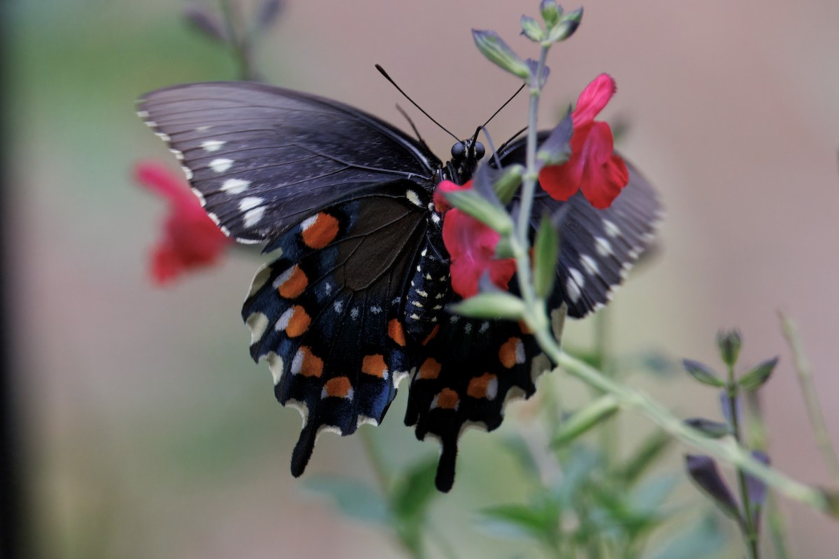 Animali - ML641187998