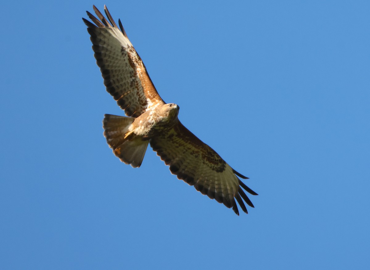 Şahin - ML641188030