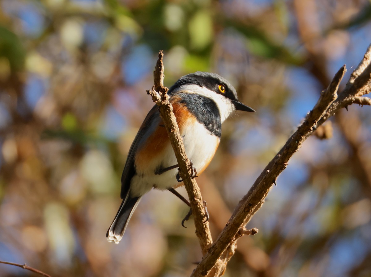 Cape Batis - ML641188039