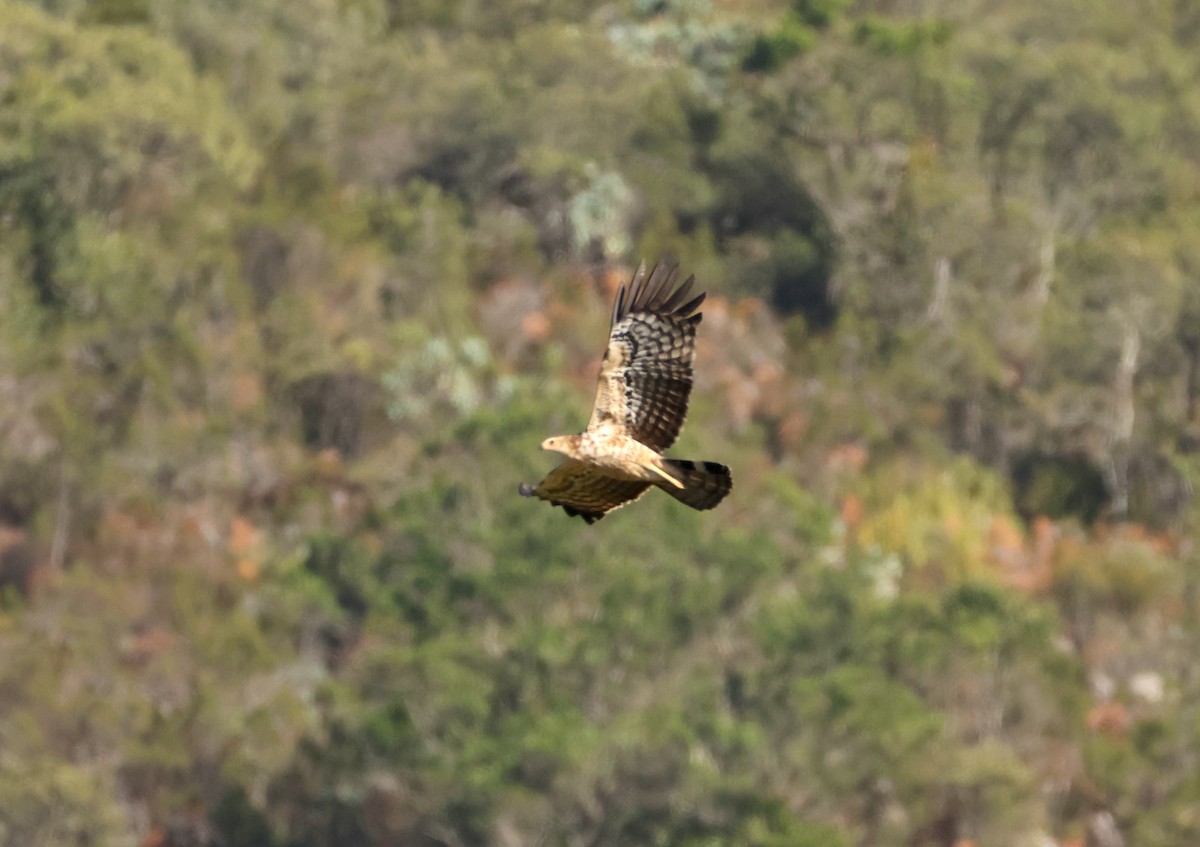 African Harrier-Hawk - ML641188089