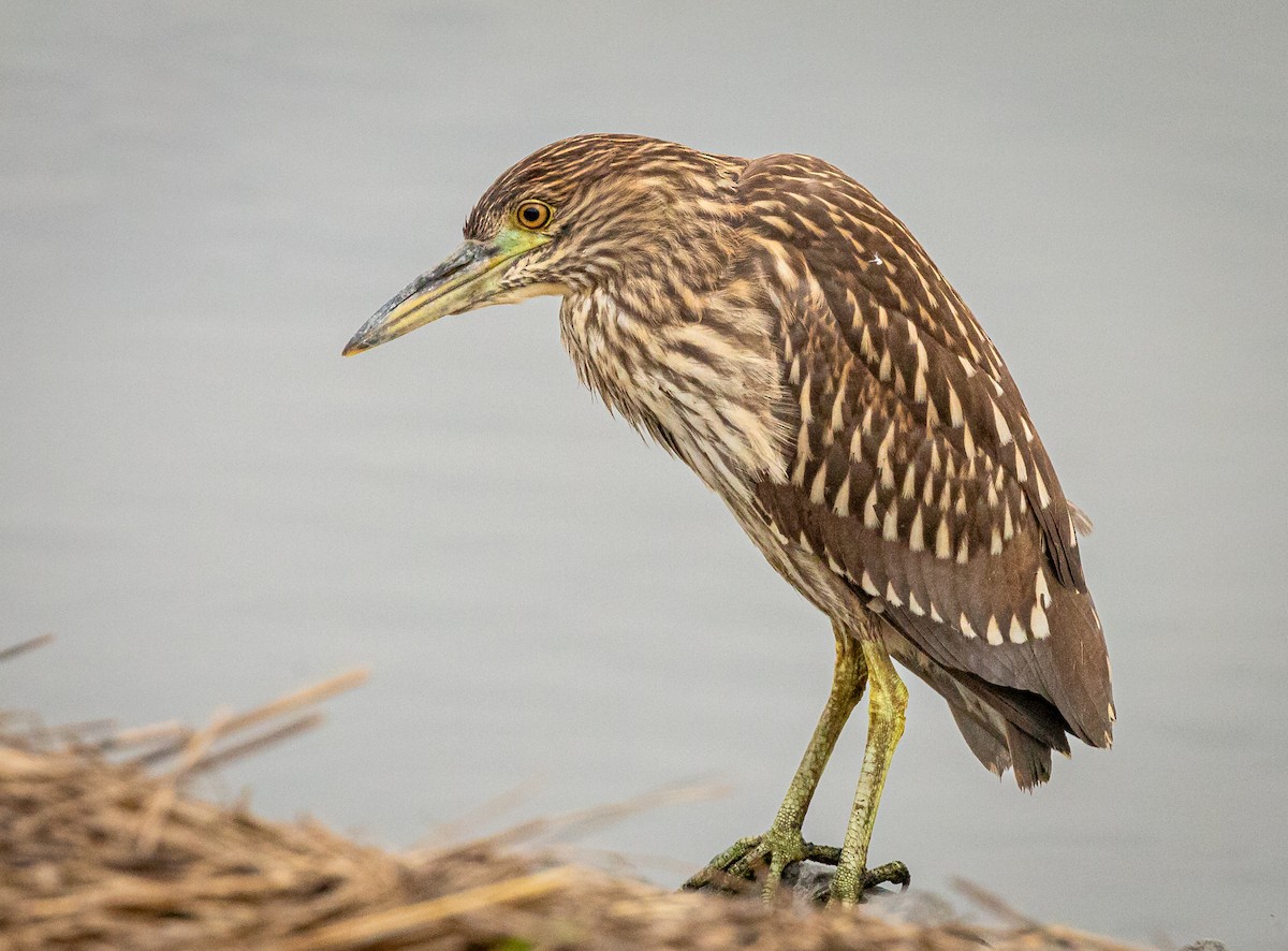 Black-crowned Night Heron - ML641188091