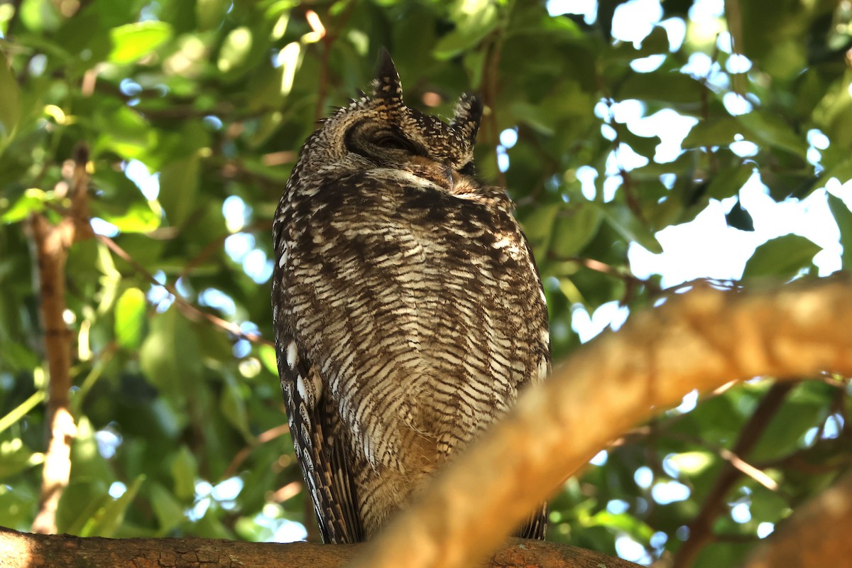 Spotted Eagle-Owl - ML641188142