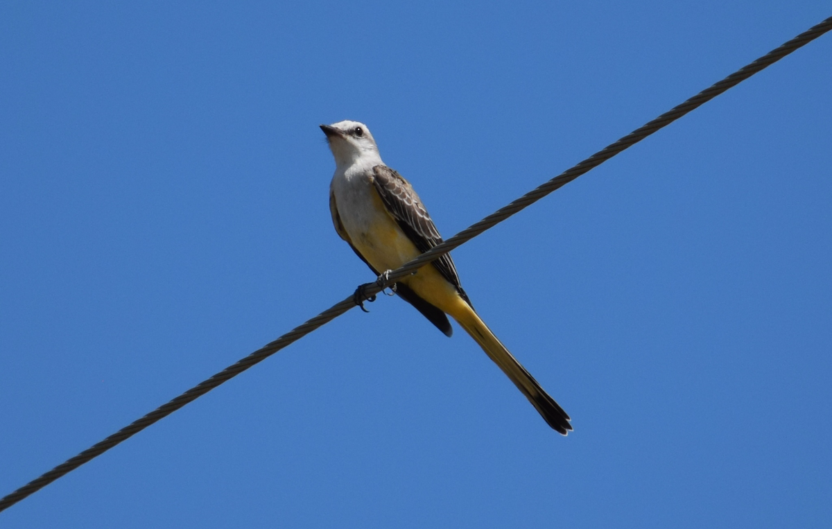 Scissor-tailed Flycatcher - ML641188150
