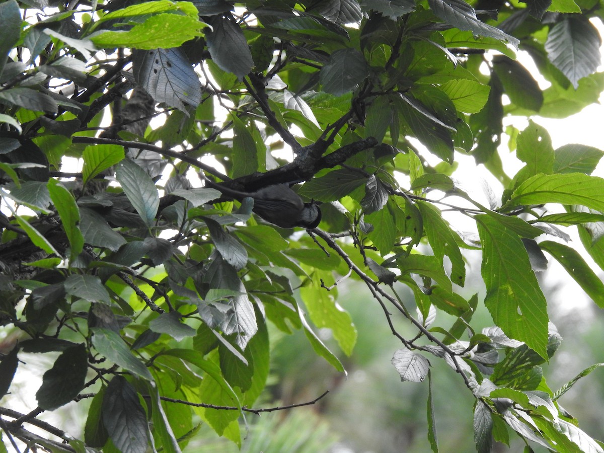 Mexican Chickadee - ML641188155