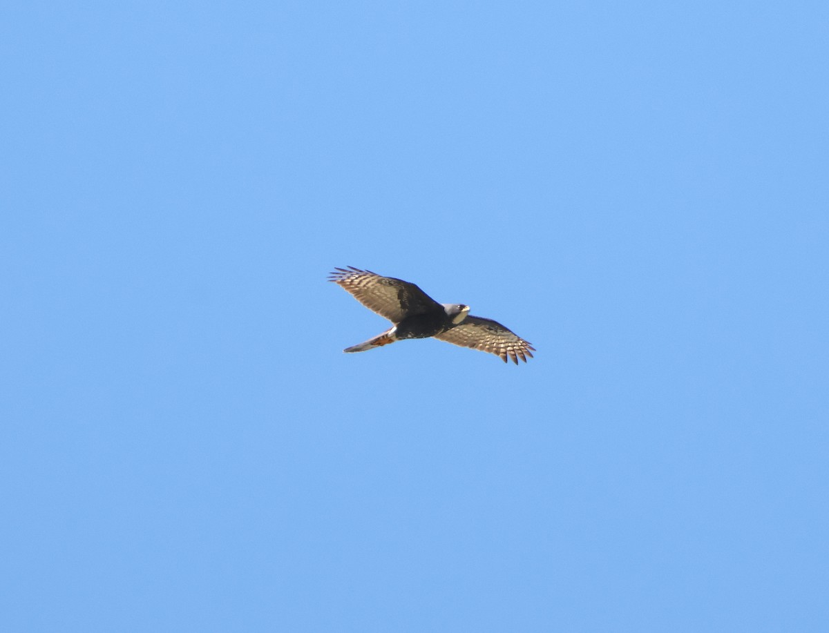 Black Goshawk - ML641188198