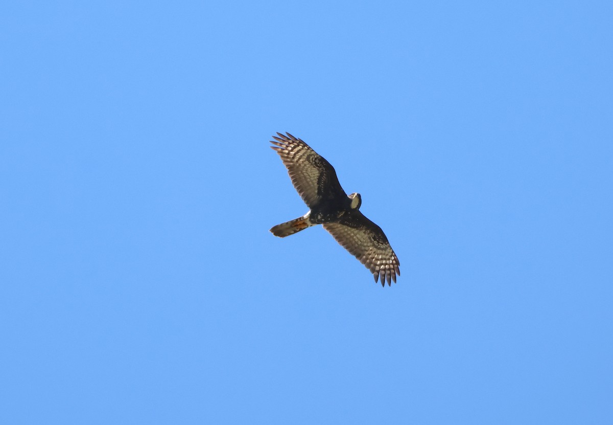 Black Goshawk - ML641188206