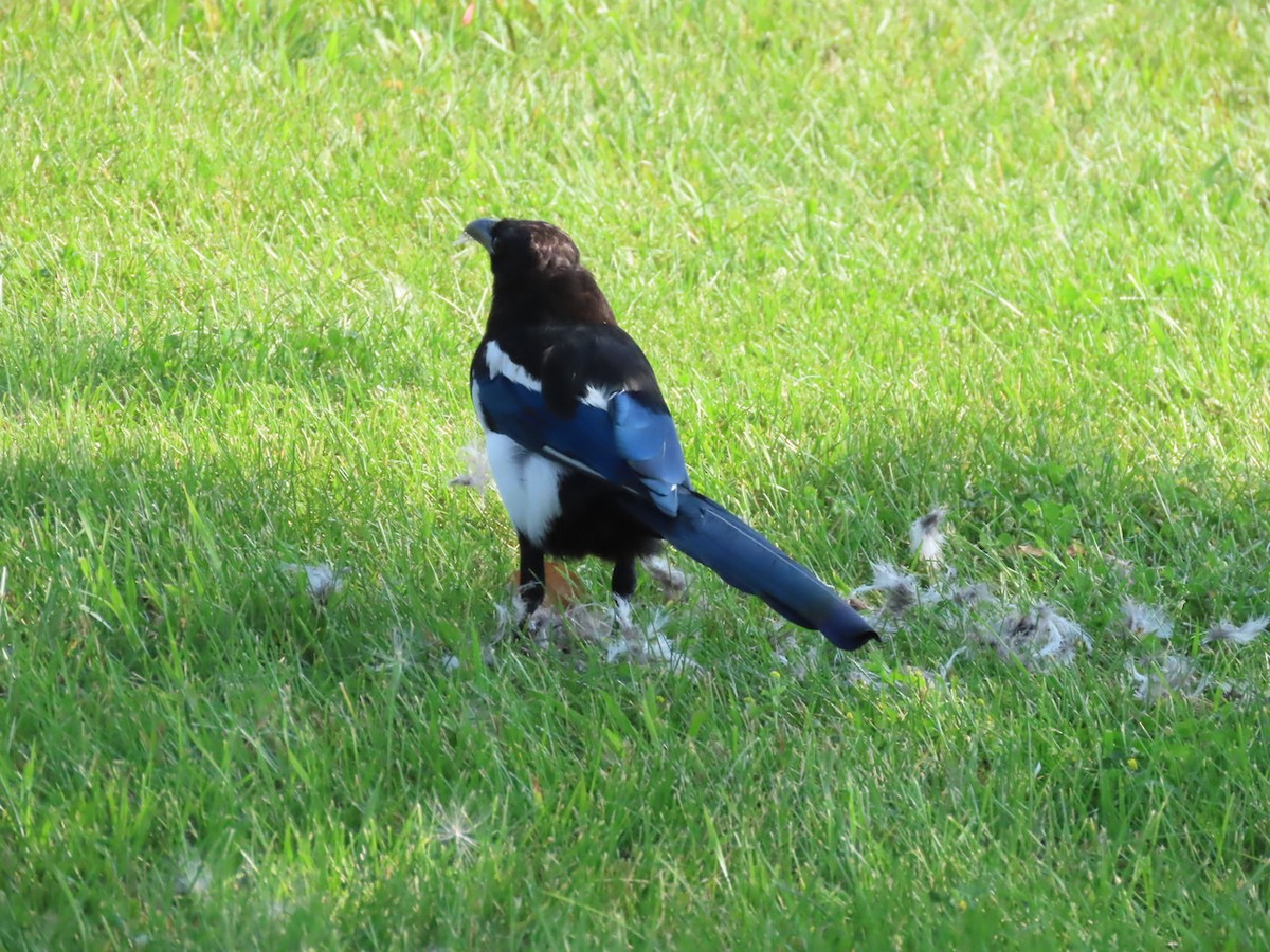 Black-billed Magpie - ML641188238