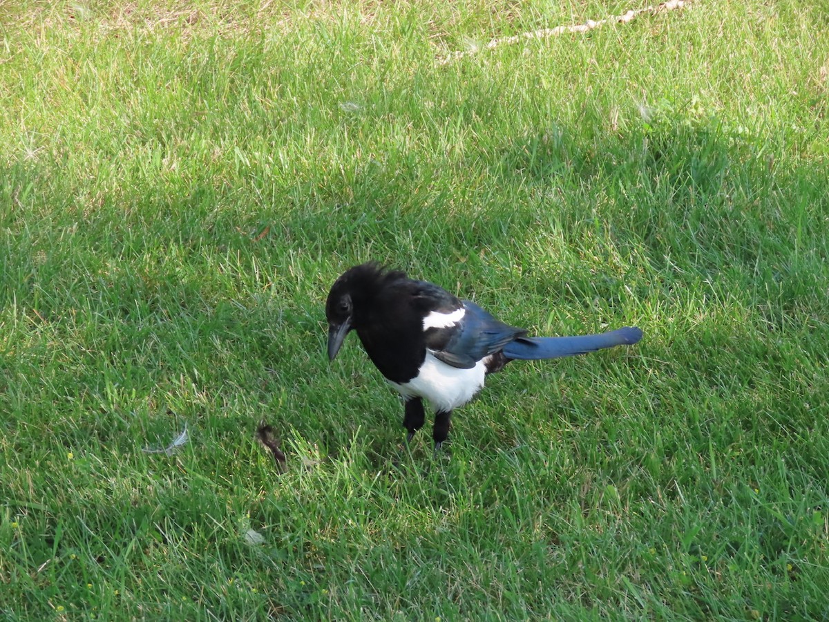Black-billed Magpie - ML641188239