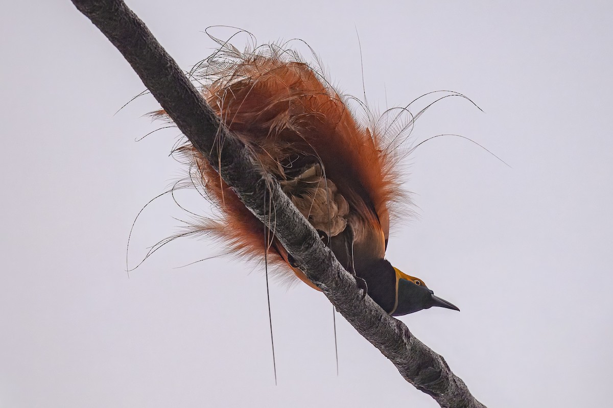 アカカザリフウチョウ - ML641188251