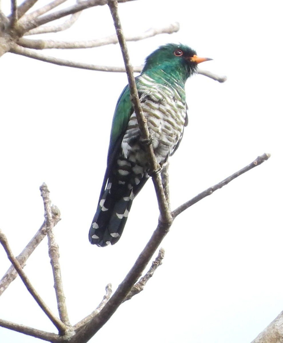 Asian Emerald Cuckoo - ML641188278