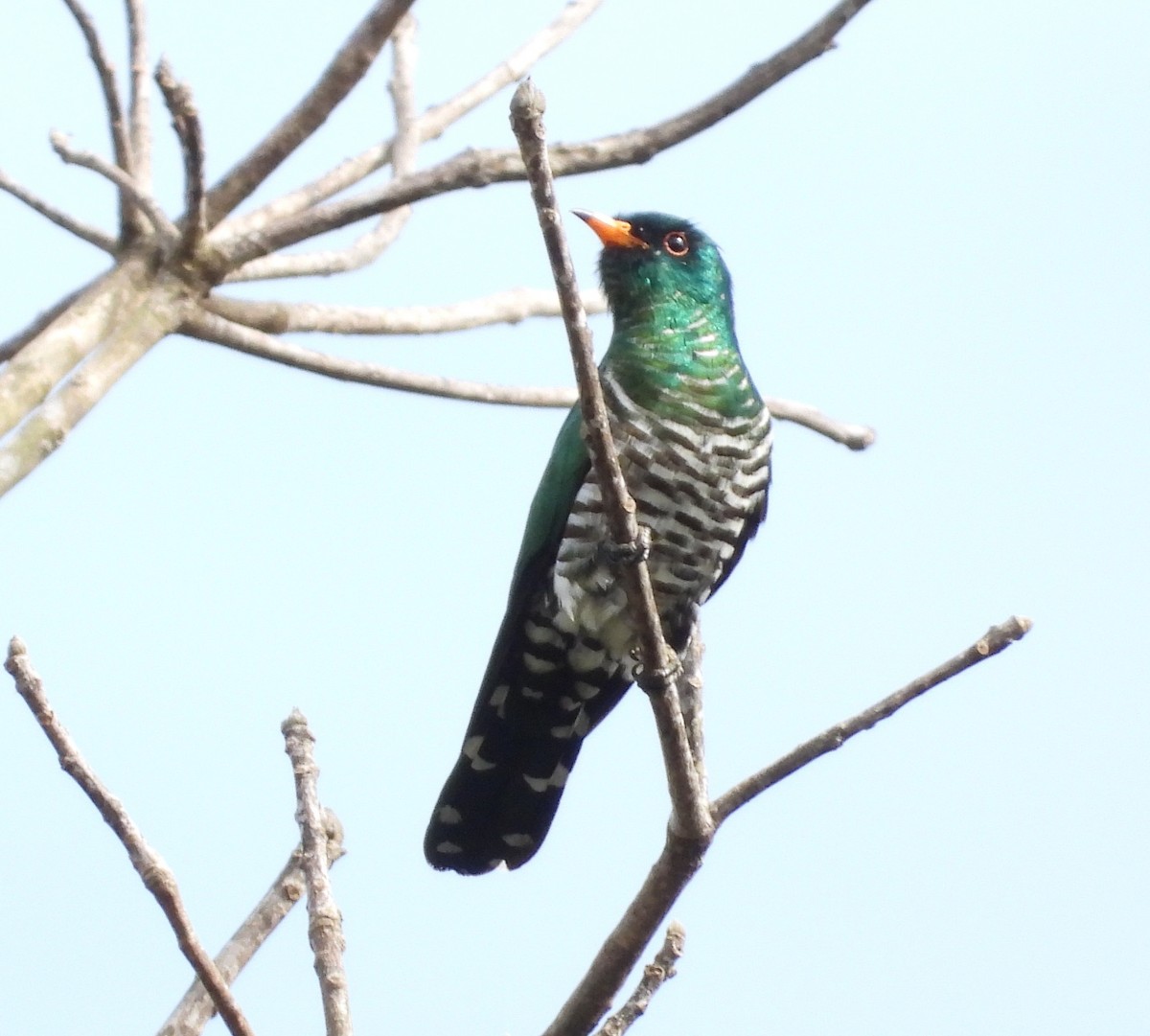 Asian Emerald Cuckoo - ML641188279