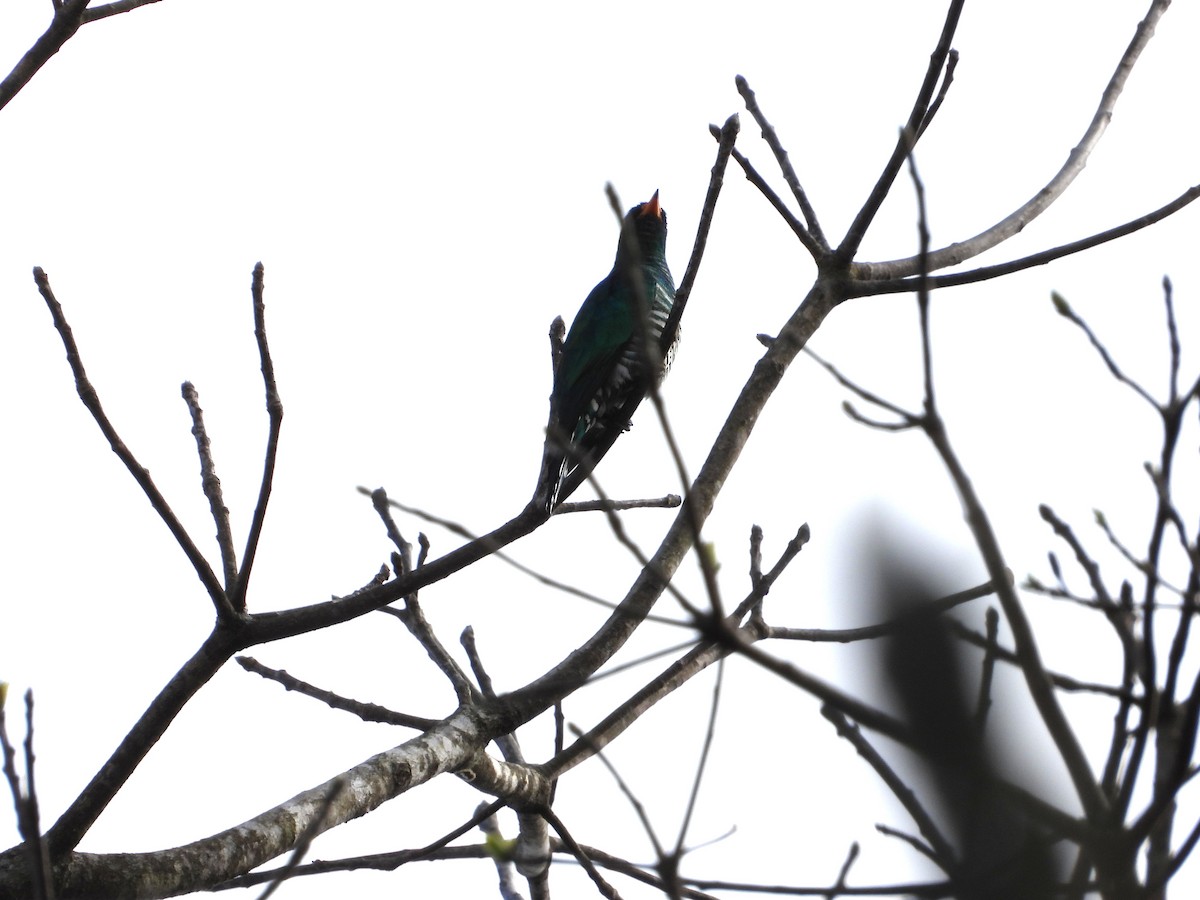 Asian Emerald Cuckoo - ML641188280