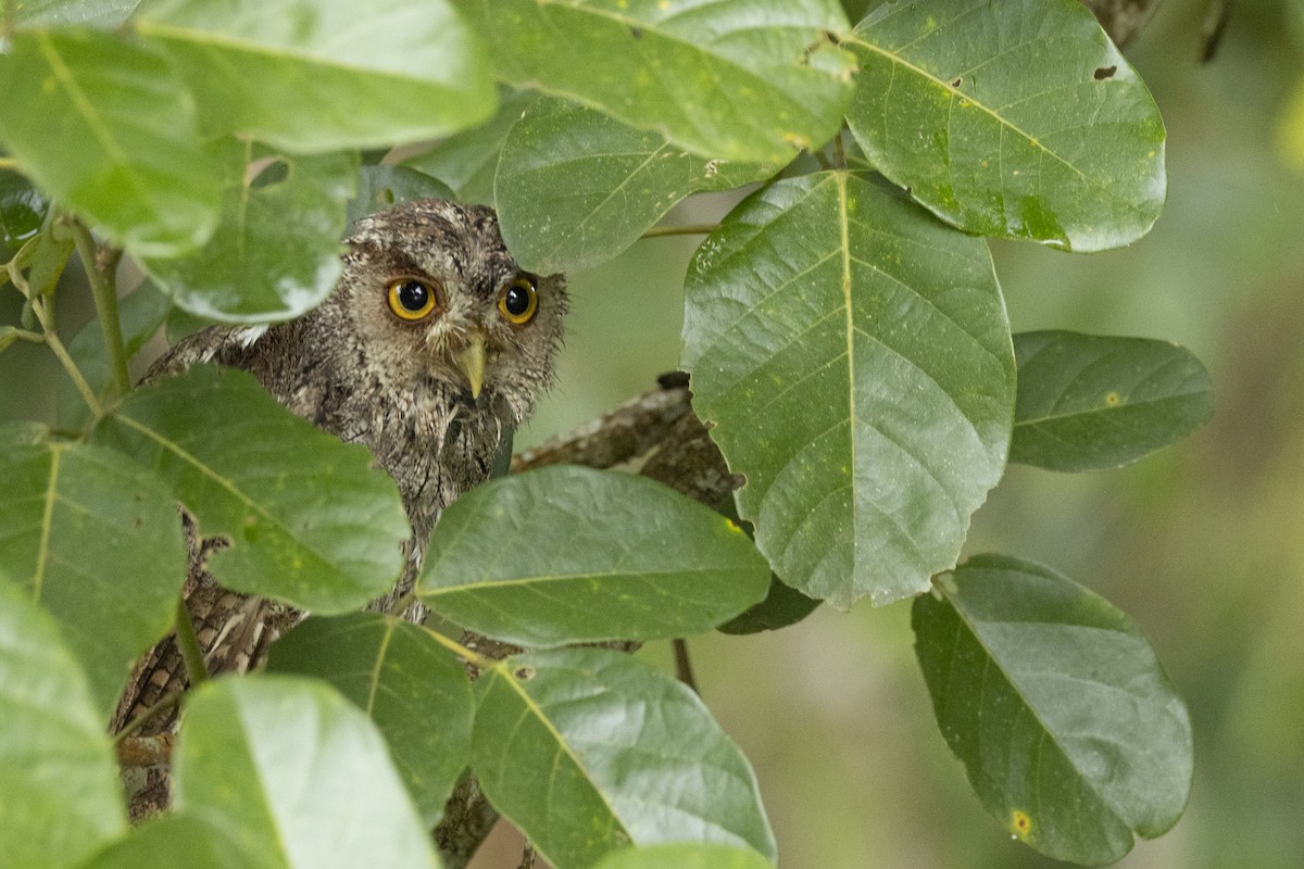 Pacific Screech-Owl - ML641188316