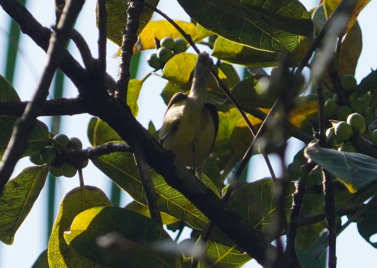Rufous-margined Antwren - ML641188332